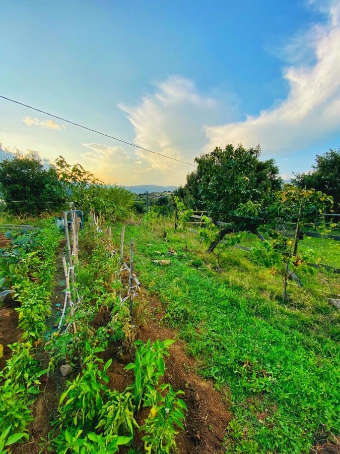 Locanda Tipica Sa Corte أوليينا المظهر الخارجي الصورة